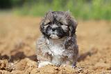 LHASSA APSO 109